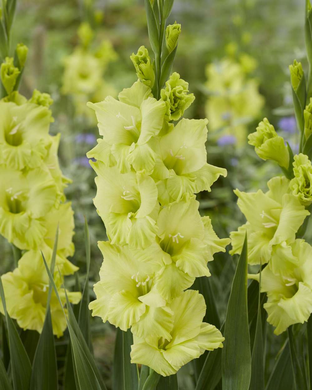 Gladiolus 'Kio®'